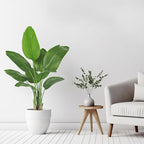 2 Pack Birds of Paradise Plant Artificial, 4FT Fake Plants Faux Banana Leaf Tree with 9 Banana Leaves, Lifelike Tall Fake Tropical Indoor Silk Floor Plant in Black Pot for House,Office,Room,Home Decor