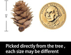 Deloky 800PCS Christmas Natural Mini Pine Cones-Thanksgiving Pinecones Ornaments-Fall Small Pinecones Vase Fillers for DIY Crafts, Fall, Christmas,Wedding Decor