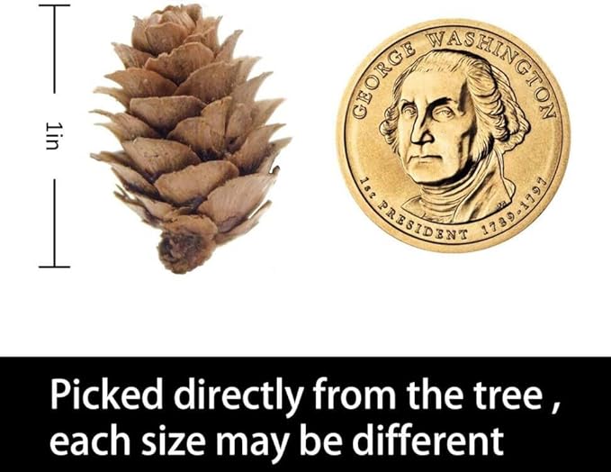 Deloky 800PCS Christmas Natural Mini Pine Cones-Thanksgiving Pinecones Ornaments-Fall Small Pinecones Vase Fillers for DIY Crafts, Fall, Christmas,Wedding Decor