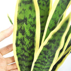 Beebel Artificial Snake Plant 22" Fake Sansevieria Potted Plants Plastic Greenery Perfect Faux Agave Plant for Home Garden Office Store Decoration