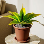 Artificial Agave Plants,Large UV Resistant Fake Agave Planters 12" for Indoor and Outdoor Decorating Tropical Plant Succulents Greenery Indoor Decor (2Pack) Yellow