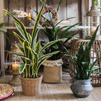 Beebel Artificial Plants Sansevieria Snake Plant with Black Plastic Planter Greenery Perfect Faux Agave Fake Plants in Pot for Home Office Indoor and Outdoo Décor (22" Green)