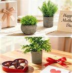 Artificial Potted Plants Faux Greenery in Cement Pots for Shelf, Bookshelf, Office or Home Decor, Small Decorative Fake Plants for Modern Indoor Display