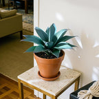Fake Plants Artificial Agave Plants 13.8" Large UV Resistant Fake Agave Planters for Indoor and Outdoor Decorating Tropical Plant Succulents Greenery Indoor Decor (Blue) 2Pack