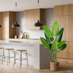 Artificial Bird of Paradise Plant 5.2Ft Fake Tropical Palm Tree with 10Trunks Faux Banana Leaf Trees in Pot for Home Indoor Outdoor Office Modern Decor Housewarming Gift（1Pcs）