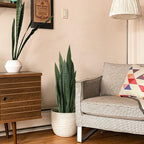 Worth Garden 3ft Artificial Snake Plant Fake Sansevieria Indoor Outdoor, 28 Thick Leaves Lifelike Faux Silk Plant, Home Decor Mother in Law Tongue Plant 35in, with Black pot & Dry Moss Included, Green