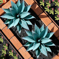 Fake Plants Artificial Agave Plants 13.8" Large UV Resistant Fake Agave Planters for Indoor and Outdoor Decorating Tropical Plant Succulents Greenery Indoor Decor (Blue) 2Pack